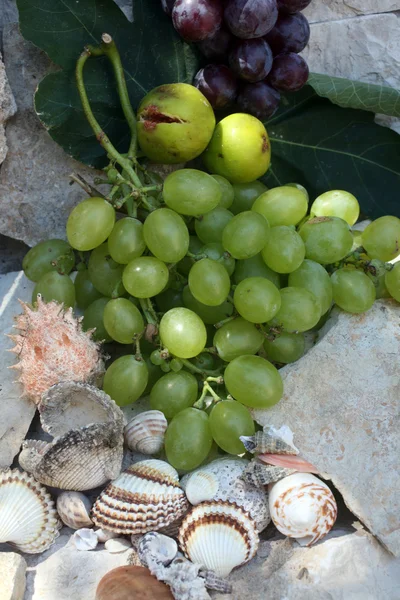 Mediterranean: grapes, figs and shells — Stock Photo, Image