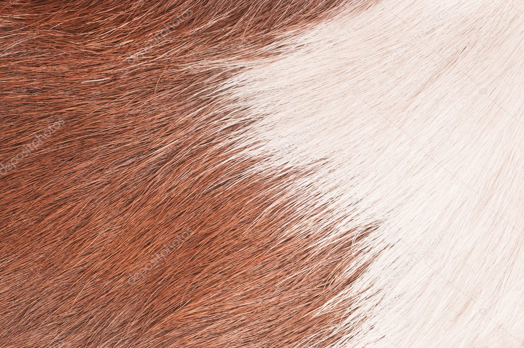 Buffalo skin background — Stock Photo © AlvarraCrazy 10191677