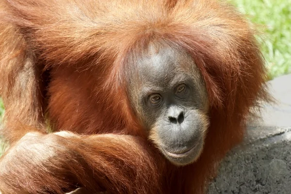 Orang Utan — Stock fotografie