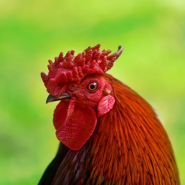 stock image Rooster