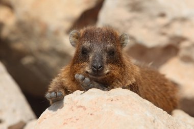 Yaban faresi (Procavia capensis kayalar)