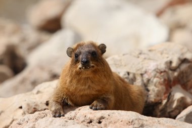 Yaban faresi (Procavia capensis kayalar)