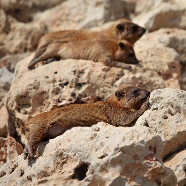 Cape hyrax (Procavia capensis) clipart