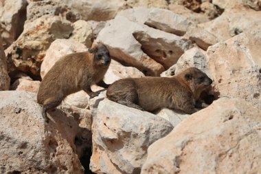 Cape yaban faresi (Procavia capensis)