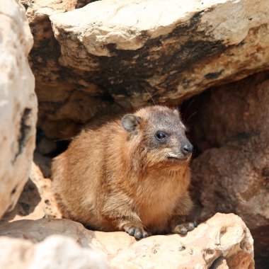 Cape yaban faresi (Procavia capensis)