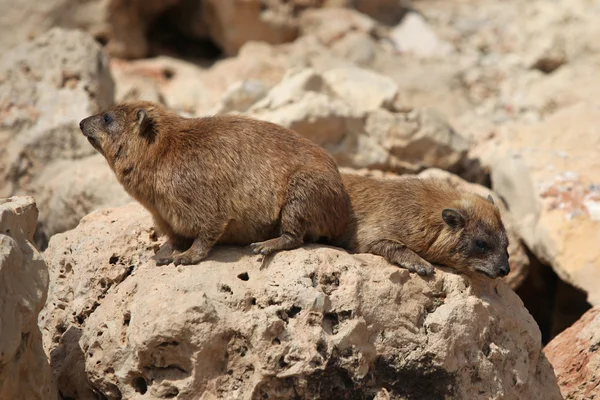 Cape Klipdasachtigen (Procavia capensis) — Stockfoto