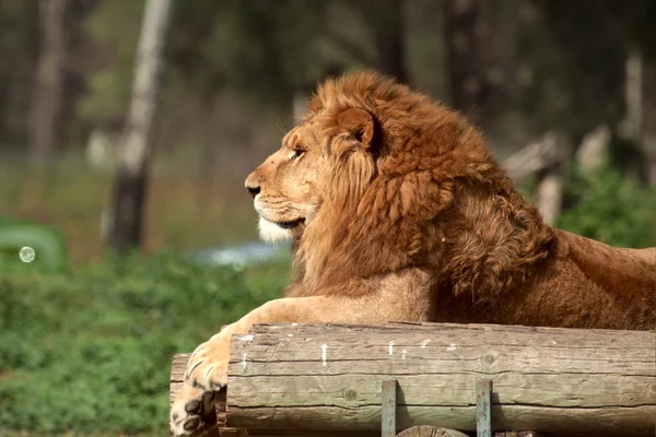 Leão em um zoológico — Fotografia de Stock