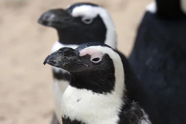 Πιγκουίνοι — Φωτογραφία Αρχείου