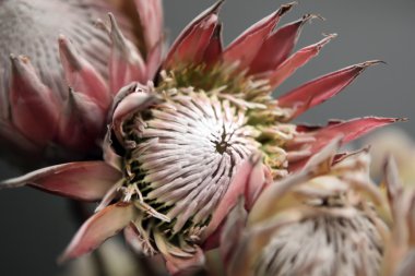 Protea flowers clipart