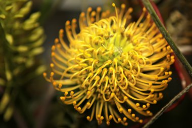 Protea flowers clipart