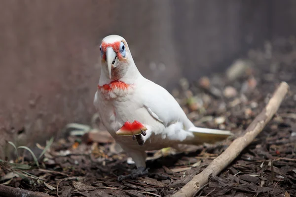 Papuga albino — Zdjęcie stockowe