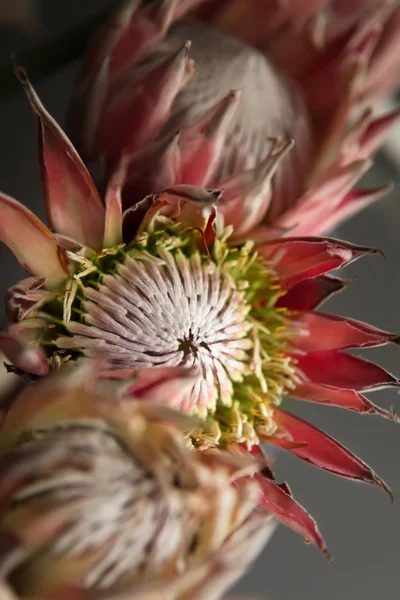 Flores de Protea — Foto de Stock