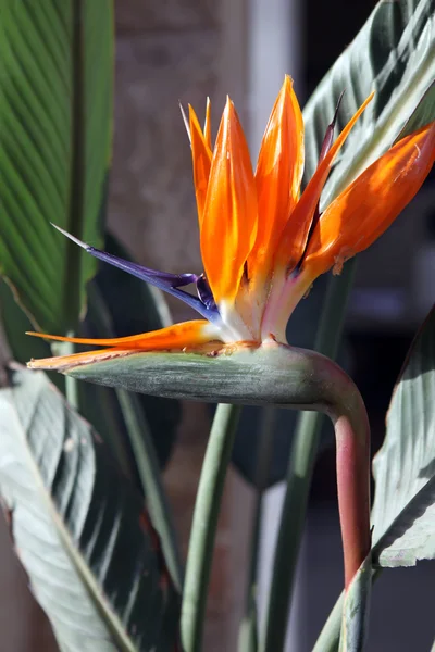 Pássaro da flor do paraíso - Strelitzia — Fotografia de Stock