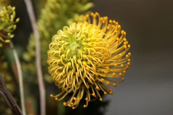 Protea flowers — Stock Photo, Image