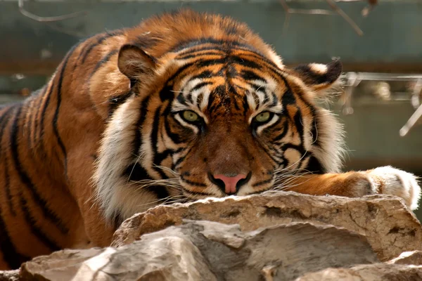 Tiger. Portrait — Stock Photo, Image