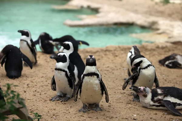 Gregge di pinguini — Foto Stock