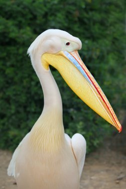 Pelikan (pelecanus onocrotalus)