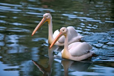 White Pelicans clipart
