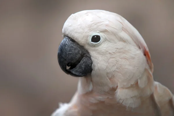 앵무새 — 스톡 사진