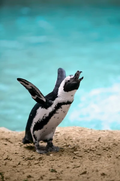 Idiota pinguino — Foto Stock