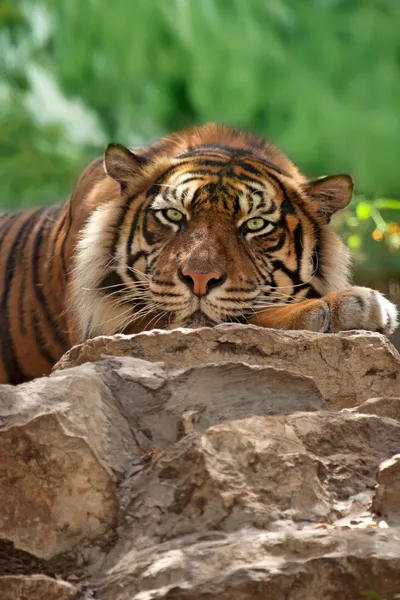 Portrait d'un tigre — Photo