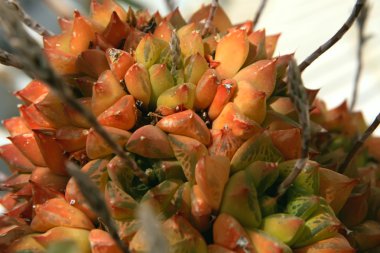 etli - haworthia