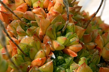 etli - haworthia