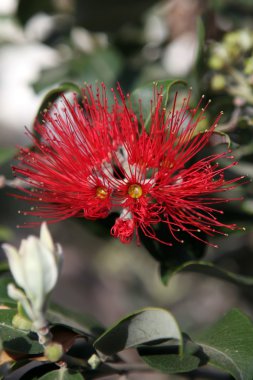 Pohutukawa - New Zealand Christmas tree. clipart