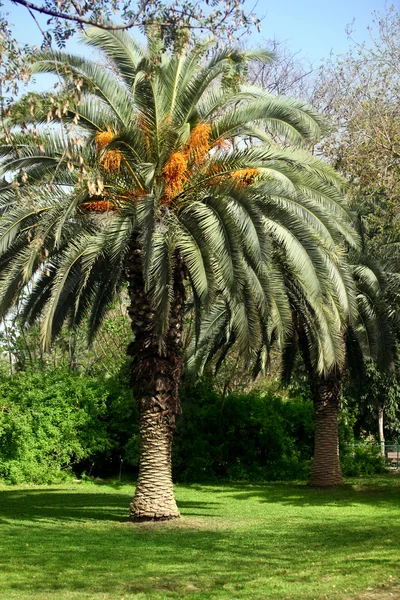 Palma (Arecaceae ) — Foto Stock
