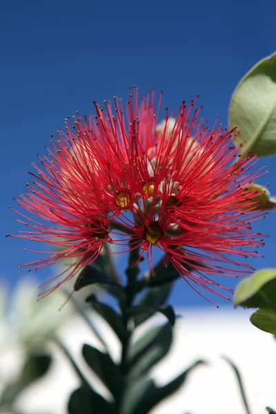 Flor de Pohutukawa —  Fotos de Stock