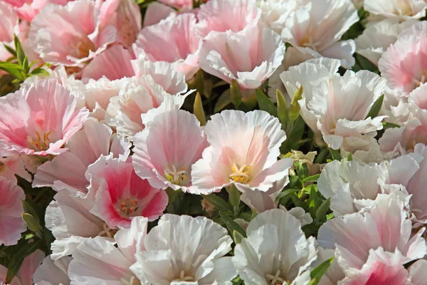 Kerti virág Godetia — Stock Fotó