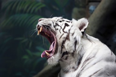 White Tiger clipart