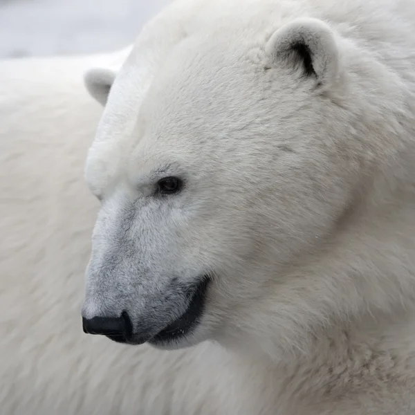 Vit isbjörn — Stockfoto
