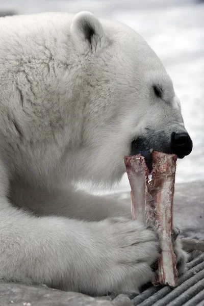 Fehér jegesmedve — Stock Fotó