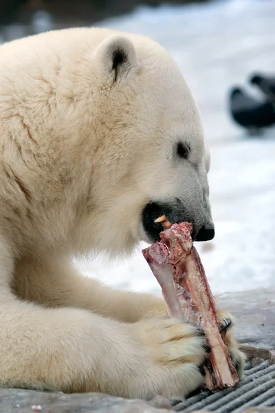 Vit isbjörn. — Stockfoto