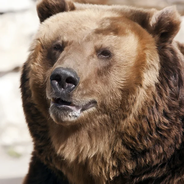Brown bear Stock Image