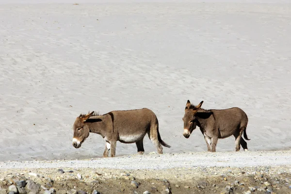 stock image Donkeys