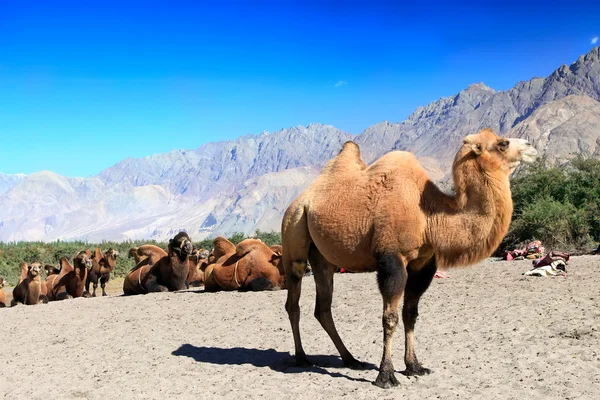 Les chameaux dans le désert — Photo