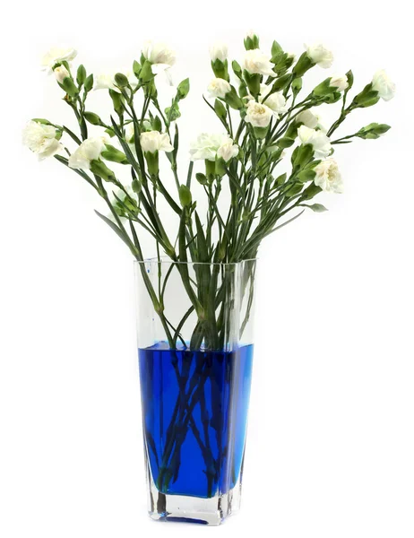 Making blue carnations — Stock Photo, Image