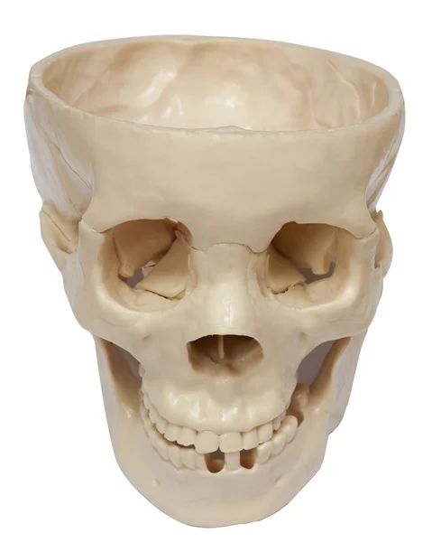 stock image Empty skull