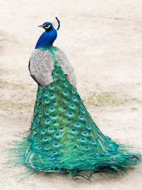 Peacock clipart