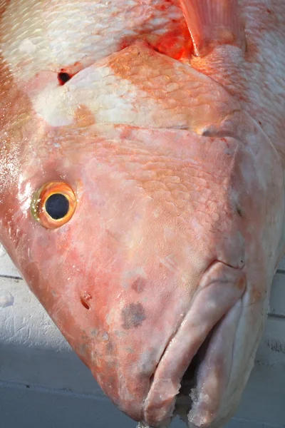 Testa di pesce fresco — Foto Stock