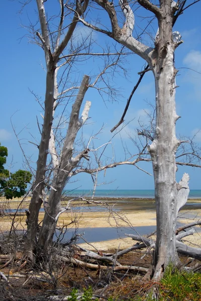 Ξηρά δέντρα, δίπλα στην παραλία — Φωτογραφία Αρχείου
