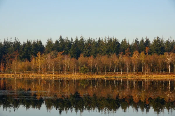 Reflexão da floresta de outono — Fotografia de Stock
