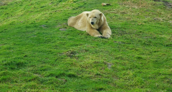 Icebear v zoo — Stock fotografie
