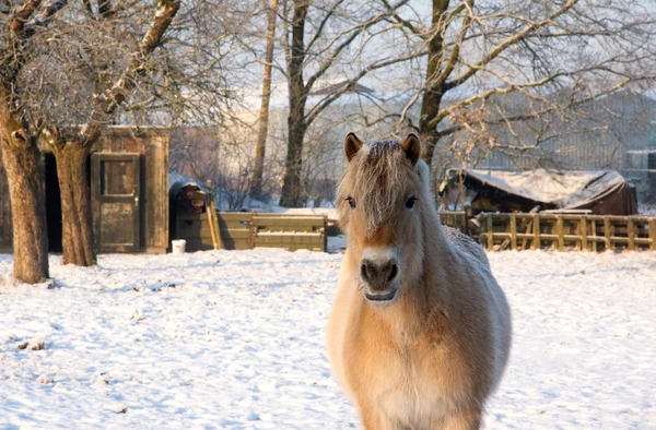 Horse in the snow — Stock Photo, Image