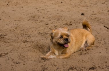 kahverengi köpek