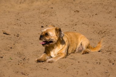 kahverengi köpek