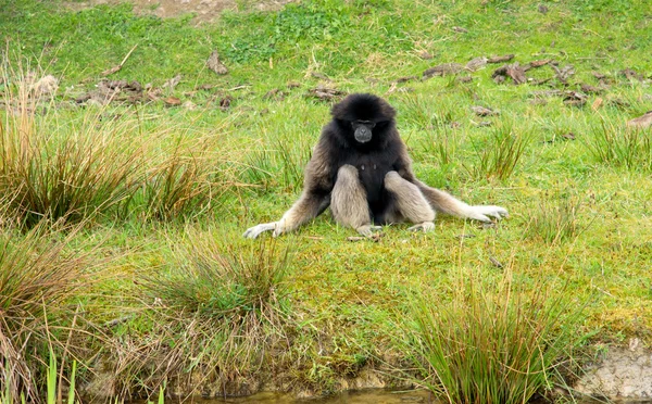 Gibbon majom — Stock Fotó