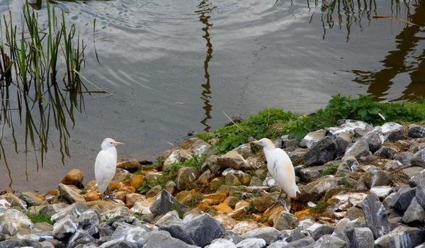 Белые птицы — стоковое фото